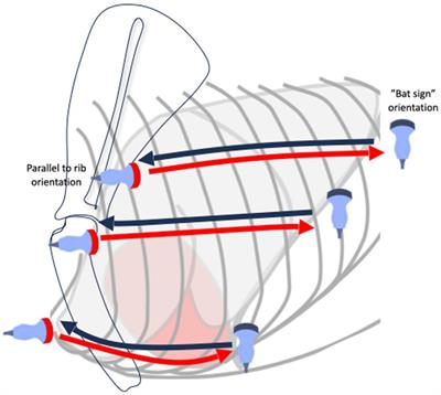 Case report: Application of color Doppler sonography for the assessment of pulmonary consolidations in a dog